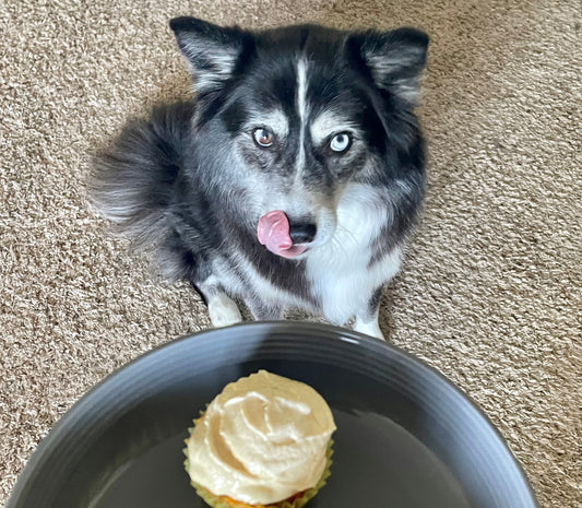 4 REASONS WHY YOU SHOULD GIVE YOUR DOGS MORE THAN JUST COMMERCIAL DOG FOOD