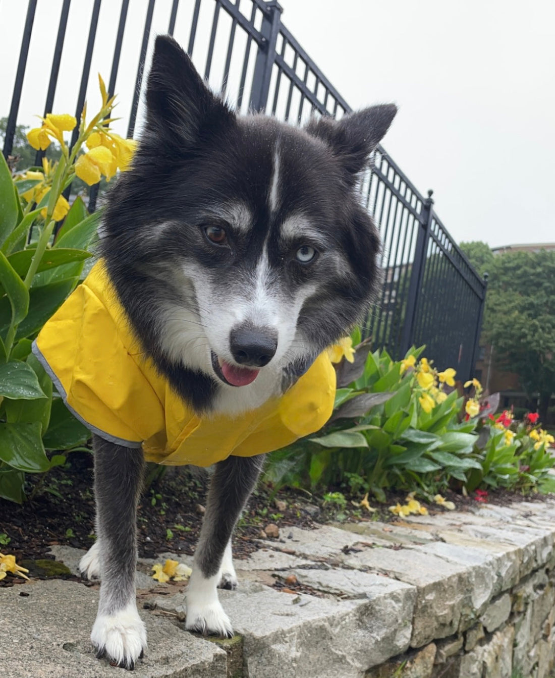 5 Fun Things to Do With Your Dog on a Rainy Day!