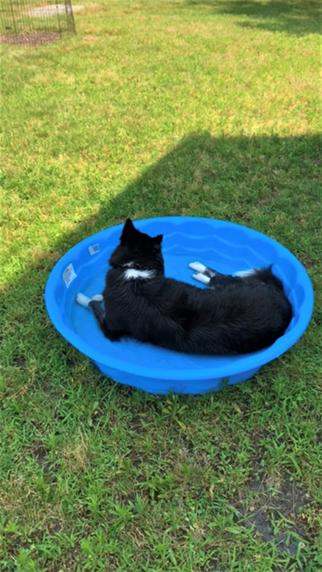 5 WAYS YOU CAN KEEP YOUR PUP COOL THIS SUMMER!