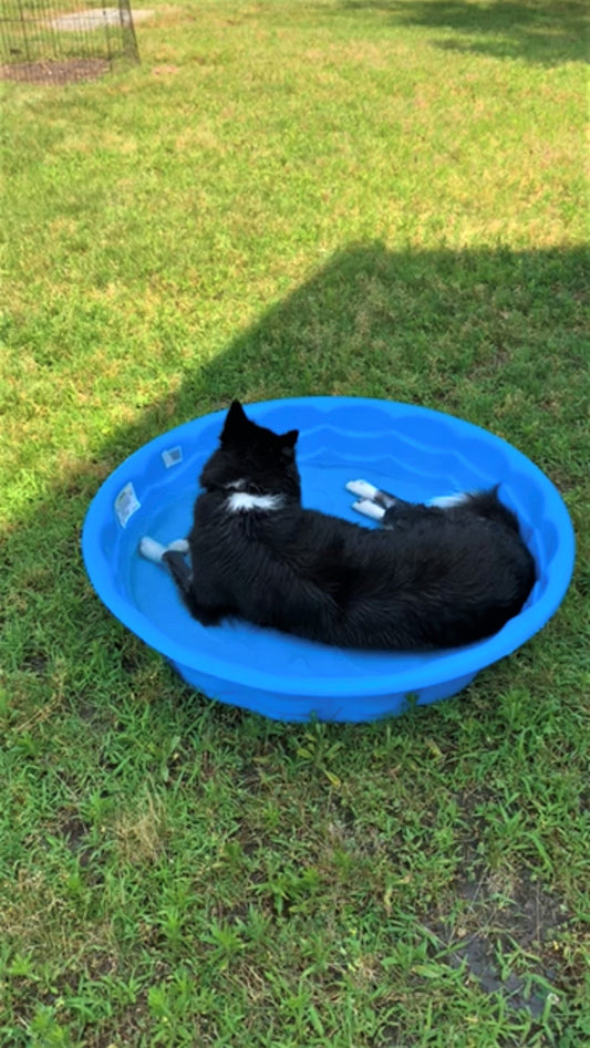 5 WAYS YOU CAN KEEP YOUR PUP COOL THIS SUMMER!